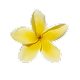 frangipani